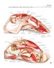 Bild von Tengs, Svenja (Übers.): YOGA - Atlas der Anatomie