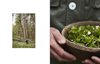 Bild von Karstad, Mikkel: Immergrün: Die nordische Gemüseküche