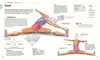 Bild von Ward, Tracy: Pilates - Die Anatomie verstehen