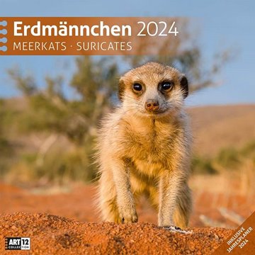 Bild von Ackermann Kunstverlag: Erdmännchen Kalender 2024 - 30x30