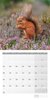 Bild von Ackermann Kunstverlag: Eichhörnchen Kalender 2024 - 30x30