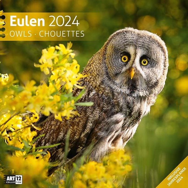 Bild von Ackermann Kunstverlag: Eulen Kalender 2024 - 30x30