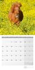 Bild von Ackermann Kunstverlag: Pferde Kalender 2024 - 30x30