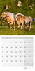 Bild von Ackermann Kunstverlag: Pferde Kalender 2024 - 30x30