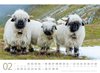 Bild von Ackermann Kunstverlag: Schafe Kalender 2024