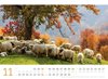 Bild von Ackermann Kunstverlag: Schafe Kalender 2024