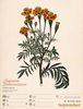 Bild von Ackermann Kunstverlag: Ars Floralis - Vintage Wochenplander Kalender 2024
