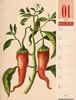 Bild von Ackermann Kunstverlag: Culinarium - Küche, Kräuter, Kurioses - Vintage Wochenplaner Kalender 2024