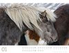 Bild von Ackermann Kunstverlag: Wilde Pferde Kalender 2024