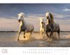 Bild von Ackermann Kunstverlag: Wilde Pferde Kalender 2024