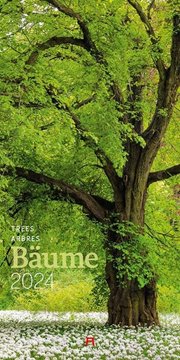 Bild von Ackermann Kunstverlag: Bäume Kalender 2024