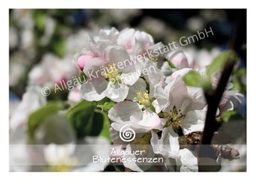Bild von Allgäuer Blütenessenz Apfel 50 ml mit Blütenkarte