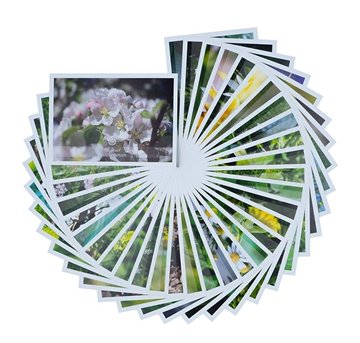 Bild von Allgäuer Blütenessenzen Karten-Set mit 33 Blütenkarten