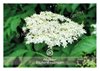 Bild von Allgäuer Blütenessenz Holunder 50 ml mit Blütenkarte
