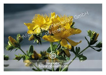 Bild von Allgäuer Blütenessenz Johanniskraut 50 ml mit Blütenkarte