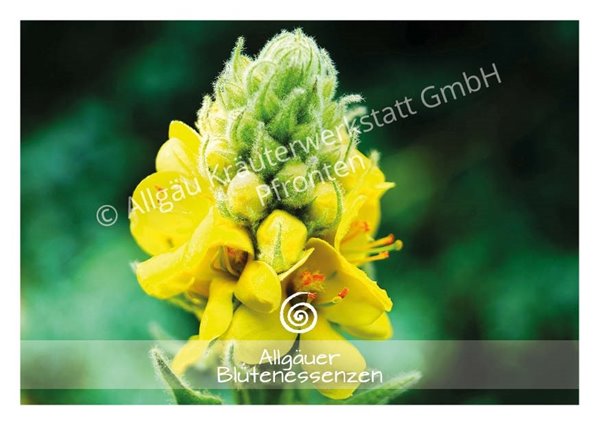 Bild von Allgäuer Blütenessenz Königskerze 50 ml mit Blütenkarte