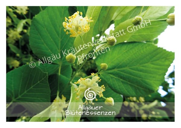 Bild von Allgäuer Blütenessenz Linde 50 ml mit Blütenkarte