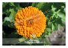 Bild von Allgäuer Blütenessenz Ringelblume 50 ml mit Blütenkarte