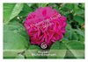 Bild von Allgäuer Blütenessenz Rose 50 ml mit Blütenkarte