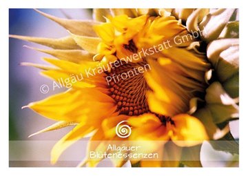 Bild von Allgäuer Blütenessenz Sonnenblume 50 ml mit Blütenkarte