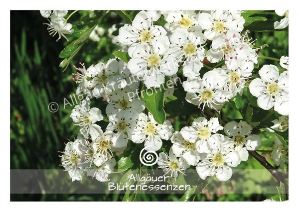 Bild von Allgäuer Blütenessenz Weissdorn 50 ml mit Blütenkarte