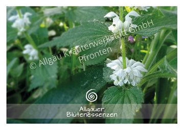 Bild von Allgäuer Blütenessenz Weisse Taubnessel 50 ml mit Blütenkarte