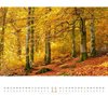 Bild von Ackermann Kunstverlag: Wald Kalender 2024