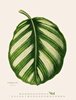 Bild von Fawcett, Benjamin: Blattwerk - Botanische Illustrationen Kalender 2025