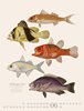Bild von Bertuch, Friedrich Justin: Fische Kalender 2025