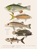 Bild von Bertuch, Friedrich Justin: Fische Kalender 2025