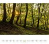 Bild von Ackermann Kunstverlag: Wald Kalender 2025