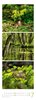 Bild von Ackermann Kunstverlag: Waldleben - Ein Spaziergang durch heimische Wälder Triplet-Kalender 2025