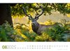 Bild von Ackermann Kunstverlag: Tierwelt Wald Kalender 2025