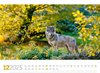 Bild von Ackermann Kunstverlag: Tierwelt Wald Kalender 2025
