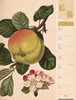 Bild von Ackermann Kunstverlag: Culinarium - Küche, Kräuter, Kurioses - Vintage Wochenplaner Kalender 2025