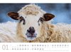 Bild von Ackermann Kunstverlag: Schafe Kalender 2025