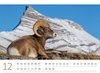 Bild von Ackermann Kunstverlag: Schafe Kalender 2025