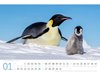 Bild von Ackermann Kunstverlag: Pinguine Kalender 2025
