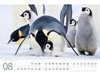 Bild von Ackermann Kunstverlag: Pinguine Kalender 2025