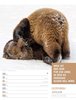 Bild von Ackermann Kunstverlag: Tierisch! Sprüchekalender - Wochenplaner Kalender 2025