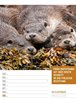 Bild von Ackermann Kunstverlag: Tierisch! Sprüchekalender - Wochenplaner Kalender 2025