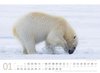 Bild von Ackermann Kunstverlag: Eisbären Kalender 2025