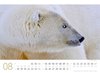 Bild von Ackermann Kunstverlag: Eisbären Kalender 2025