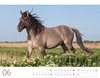 Bild von Ackermann Kunstverlag: Wilde Pferde Kalender 2025