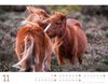 Bild von Ackermann Kunstverlag: Wilde Pferde Kalender 2025