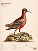 Bild von Ackermann Kunstverlag: Wunderbare Vogelwelt - Vintage Wochenplaner Kalender 2025