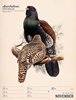 Bild von Ackermann Kunstverlag: Wunderbare Vogelwelt - Vintage Wochenplaner Kalender 2025