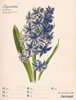 Bild von Ackermann Kunstverlag: Ars Floralis - Vintage Wochenplander Kalender 2025