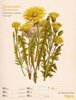Bild von Ackermann Kunstverlag: Ars Floralis - Vintage Wochenplander Kalender 2025