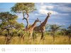 Bild von Ackermann Kunstverlag: Afrika - Ackermann Gallery Kalender 2025